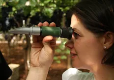 Maria Boccuzzi dell'azienda Calcare verifica il tenore zuccherino delle uve (grado Brix) mediante un rifrattometro.