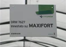 Serra di pomodoro DRW 7627 innestato su Maxifort.