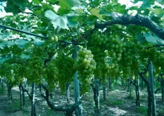 Benche' sia piuttosto prematuro fare delle previsioni per la campagna 2011 dell'uva da tavola, i responsabili di AOP Armonia notano che l'uva sulle piante si presenta molto bene, e che per la qualita' ci sono aspettative alte.