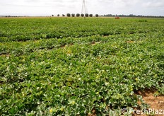 Qui l'azienda dispone, dal 2006, del proprio centro di ricerca e sperimentazione sulle nuove selezioni varietali di prodotti orticoli, nonche' del proprio centro logistico, dal quale le sementi vengono inviate ai clienti in tutta Italia.