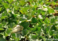 Nei campi di Enza Zaden a Tarquinia le selezioni di melone vengono sottoposte ad un primo e ad un secondo screening in campo, cioe' a test di coltivazione che servono per verificare che la cultivar mantenga nel tempo quei caratteri genetici per i quali e' stata selezionata