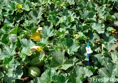 I cartellini identificativi permettono ai ricercatori di valutare le varieta' presenti in campo.