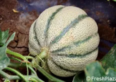 Melone sulla pianta. La screpolatura che si vede intorno all'apice e' un segno che indica la maturazione del frutto.