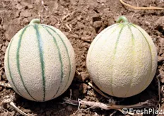 "Melone con una ben evidente "fetta" (la striscia verde sulla buccia), a confronto con un melone in cui questo connotato di freschezza e' assente."
