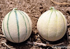 "Melone con una ben evidente "fetta" (la striscia verde sulla buccia), a confronto con un melone in cui questo connotato di freschezza e' assente."