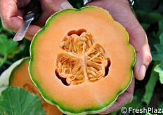 "Nel melone, il giusto grado di morbidezza e di "fondente" della polpa esalta anche il contenuto di zuccheri: a parita' di gradi Brix (tenore zuccherino) risultera' piu' dolce al palato il melone dalla polpa piu' morbida. Per questo i breeder devono contemperare la ricerca della shelf-life con tanti altri fattori."