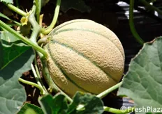"Andrea Campus (Responsabile prodotti a frutto Enza Zaden), spiega: "La pianta di melone ha radici in grado di spingersi fino a 2 metri di profondita', alla ricerca di umidita' nel suolo. Questa e' la sua natura, e andrebbe rispettata senza dare troppa acqua alle piante. Anche con l'irrigazione a goccia, e' come se "dopassimo" il melone, scoraggiandone il corretto sviluppo dell'apparato radicale, con tutti i problemi qualitativi che ne derivano ai frutti. C'è bisogno di un approccio piu' scientifico alla coltivazione di questa e altre produzioni"."