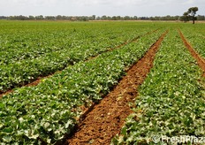 La visita di FreshPlaza e' proseguita presso i campi del produttore Giuliano Mancinelli. Qui si coltivano meloni e angurie d'estate (su una superficie di 30 ettari); cavolfiori e finocchi in inverno (su 20-25 ettari). La resa e' di 250 quintali di melone di prima scelta per ettaro.