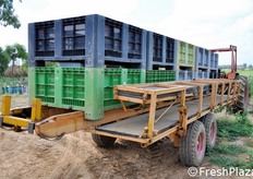 Il produttore Giuliano Mancinelli ha messo il proprio ingegno al servizio delle esigenze di gestione ottimale delle colture. Per la fase della raccolta del melone, ha ideato questo mezzo, il cui funzionamento viene illustrato nelle foto seguenti.