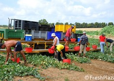 Gli operai possono cosi' procedere alle operazioni di raccolta camminando TRA le file delle piante e non SULLE file. Il melone e' infatti una pianta delicata e bisognerebbe evitare di pestarne gli steli mentre si effettua la raccolta.