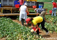 Man mano che le ceste rosse vengono riempite, un addetto le scarica nei bins gia' installati sul pianale.
