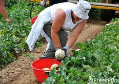 Taglio e raccolta del melone.