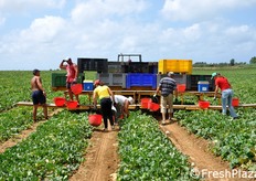 Una visione d'insieme del mezzo impiegato presso l'azienda Mancinelli.