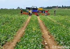 Le operazioni procedono. Quest'anno il raccolto e' cominciato il 16 giugno e, tempo permettendo, proseguira' fino a inizio settembre.