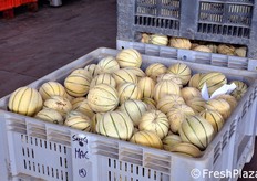 Cassone di meloni. Questa e' la varieta' Magnificenza F1 di Enza Zaden.