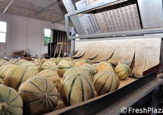 Rovesciamento di un bin sulla linea di lavorazione e confezionamento presso il magazzino della Centrale Ortofrutticola di Tarquinia.