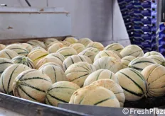 I meloni vengono poi sottoposti a spazzolatura e, quando necessario, a lavaggio, per rimuovere i residui di terriccio.