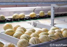 I meloni vengono poi calibrati per peso e smistati su quattro canali diversi.