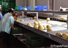 Il confezionamento viene effettuato in varie tipologie di imballo, a seconda delle richieste del cliente. Il Centro Ortofrutticolo di Tarquinia rifornisce per un 60% clienti della GDO-Grande Distribuzione Organizzata e per il restante 40% grossisti e dettaglianti.