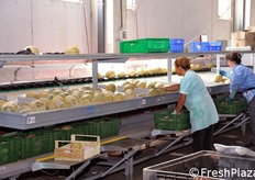 Il viterbese e' particolarmente idoneo alla produzione di meloni, grazie ad ottimi terreni e al clima costantemente ventilato, che riduce l'incidenza di malattie delle piante. Quest'anno la stagione produttiva e' cominciata il 10 maggio con la produzione in serra e proseguira' fino al termine di settembre.