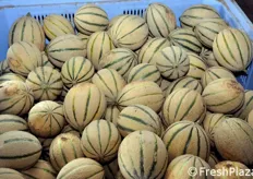 "I produttori riferiscono che i meloni Enza Zaden si presentano molto bene esteticamente, con una "fetta" (la striscia verde sulla buccia) ben nitida. La produttivita' risulta elevata e il profilo zuccherino dei frutti si gestisce bene anche a qualche giorno di distanza dal momento della raccolta."