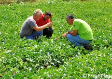 "Claudio Torresi (primo a sinistra) commenta: "Ho iniziato impiantando 3.000 piante di melone Magnificenza e confrontandolo con un'altra varieta'. Mi e' piaciuto subito. Oltre ad essere spettacolare esteticamente, quello che ho apprezzato di piu' e' stata l'assenza di problematiche di oidio e la costanza delle caratteristiche per tutta la campagna di coltivazione. Il prossimo anno ne impiantero' almeno 5.000!"."