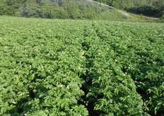 E' partita agli inizi di giugno la stagione 2011 di patate e cipolle presso l'azienda Sciarria Srl, sita a Sutri (VT) e specializzata in produzione, confezionamento e commercializzazione di patate, cipolle, aglio e scalogno.