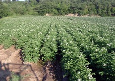 Il prodotto scavato quest'anno nelle zone di Fiumicino e di Tarquinia si e' presentato molto bello e senza particolari problemi qualitativi. L'azienda fornisce tanto patate a pasta e buccia gialla, quanto patate a buccia rossa.