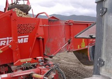 "Giuseppe Sciarria (responsabile commerciale) informa: "La nostra base di produttori si e' ampliata nel territorio di Fiumicino/Maccarese e stiamo lavorando per aumentare i volumi, sempre con un'attenzione particolare alla qualita'. Una garanzia che possiamo offrire ai nostri clienti grazie ad una filiera controllata gia' a partire dal seme, che viene acquistato e poi distribuito ai produttori direttamente da Sciarria"."