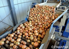 Il macchinario impiegato puo' lavorare fino a 500 quintali di cipolle al giorno.