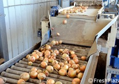 Subito dopo, le cipolle vengono smistate verso una calibratrice a fori.