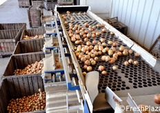 Mediante un movimento sussultorio, i bulbi vengono fatti rotolare su un pianale con fori di diametro progressivamente crescente. In questo modo, le cipolle vengono smistate per grandezza.