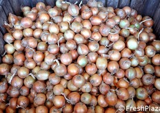 Prodotto calibrato e pronto per il trasferimento verso lo stabilimento di confezionamento di Sciarria, sito a Sutri (VT) - vedi foto seguente.