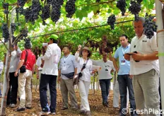 Ancora un momento della dimostrazione in campo delle uve ARRA presso l'azienda agricola Orchidea Frutta.