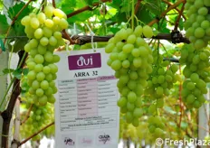 "ARRA 32 viene considerata la futura uva "Victoria seedless", in quanto assomiglia alla Victoria ma, come tutte le ARRA, e' priva di semi. Varieta' precoce, puo' sviluppare bacche di diametro superiore ai 30 mm."