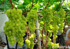 La commercializzazione delle uve ARRA sara' affidata ad un unico ufficio vendite A.V.I., a tutela del prezzo e della remunerativita' del prodotto.