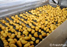Dettaglio delle patate lavate.
