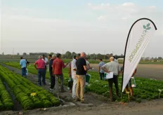 Seminis, marchio leader di Monsanto per le colture di pieno campo, ha riunito produttori, vivaisti, rivenditori e operatori di settore presso l'azienda Hortus Novus a Lusia (RO), in localita' Garzare, per osservare e valutare la propria offerta di lattughe estive.
