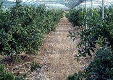 "Le piante di clementine "Caffin" manifestano una forte sensibilita' ai venti, soprattutto durante la fase di fioritura e allegagione. Per ridurre la forte cascola dei frutticini, alcuni agrumicoltori ricorrono alla copertura dell'impianto con reti antivento. In foto un impianto sotto copertura di clementine "Caffin", su portinnesto Citrange Carrizo, al quarto anno, in agro di Rossano Calabro (CS)."