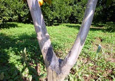 Particolare (in foto) dell'incisione anulare, eseguita solo sulla branca sinistra.