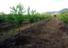 "Giovane impianto (al primo anno) di "Lemox" realizzato su terreno "baulato" con piante certificate, provenienti dai vivai del Consorzio Vivaisti Lucani, presso l’azienda agricola "De Angelis" in agro di Fondi (Latina)."