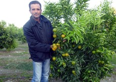 "La giornata tecnica, del 18 ottobre 2011, si e' conclusa con la visita presso il giovane impianto (al secondo anno) di clementine "Spinoso V.C.R." del Sig. Sergio Porco (in foto) di Castrovillari (CS)."