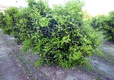 Naturalmente gli eccezionali risultati produttivi conseguiti dal Sig. Sergio, derivano da una serie di fattori quali la scelta appropriata della varieta', del materiale vivaistico e le meticolose e costanti cure fornite all'impianto. Molta attenzione e' stata dedicata alla nutrizione, difesa dai parassiti, gestione del suolo ma soprattutto agli interventi di potatura, sempre di lieve entita' (alleggerimenti).