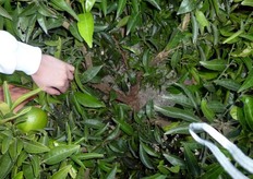 L'interno della chioma e' sempre libero da ramificazioni, per favorire l'arieggiamento.