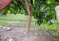 "L'impianto di clementine "Spinoso VCR", del Sig. Sergio di Castrovillari (CS), e' realizzato su Citrange C35. Questo portinnesto, di nuova introduzione, sta suscitando interesse in molto aeree agrumicole del mondo, (soprattutto negli USA), poiche', rispetto al C. Carrizo; riduce la taglia della chioma del 20-25% e induce una precoce entrata in produzione (secondo anno)."