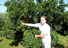 "Pianta di clementine "Caffin", con frutti prossimi alla raccolta, presso l'azienda agrumicola del Sig. Mimmo Ligurgo (in foto), in agro di Massafra (TA)."