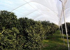 "Impianto sotto copertura di clementine Caffin, in agro di Rossano Calabro (CS), realizzato con la tecnica del "reinnesto su branca". Questa pratica, molto diffusa in Calabria, consente di attuare la riconversione varietale e di beneficiare degli effetti positivi, sulla qualita' dei frutti della varieta' reinnestata, indotti dall'intermedio (es. clementine comune)."