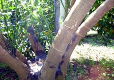 "Anche la vecchia pratica dell'incisione anulare, (visibili in foto le "anellature" sulle branche), consente di ottenere interessanti risultati produttivi su piante di clementine "Caffin", innestate su arancio amaro. Azienda agricola "Ligurgo" agro di Massafra (TA)."