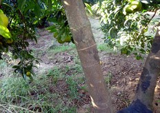 L'incisione anulare è una vecchia pratica attuata su varieta' di agrumi scarsamente produttive. Consiste nell'incidere ad anello le branche principali (in foto) o il tronco fino a toccare leggermente l'alburno, senza asportare la corteccia.