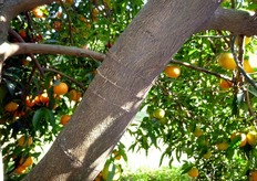 Il periodo di esecuzione dell'incisione anulare coincide, generalmente, tra la piena fioritura e l'inizio della caduta petali.